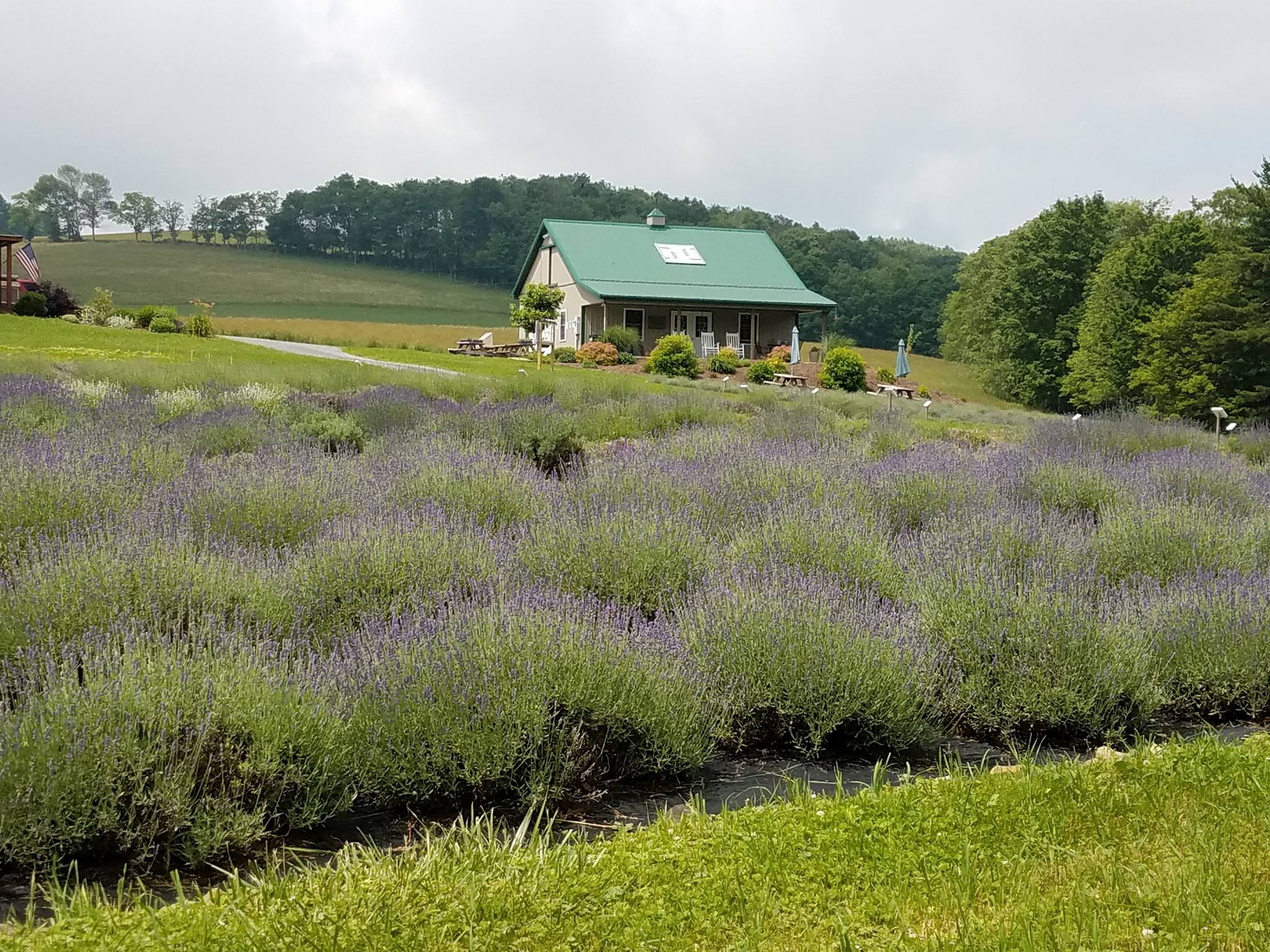 Deep Creek Lavender Farm Takes Root in the I68 Region I68 Regional